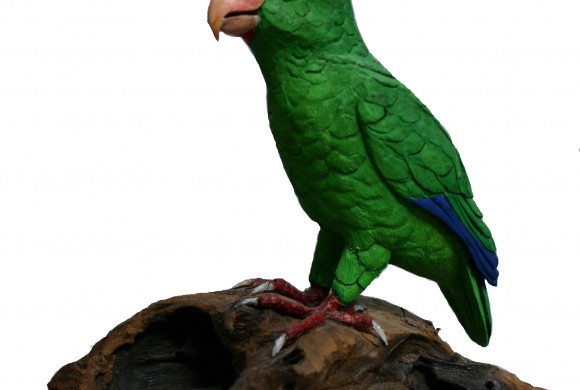 Cotorra de Puerto Rico