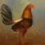 Mi Gallo de Pelea