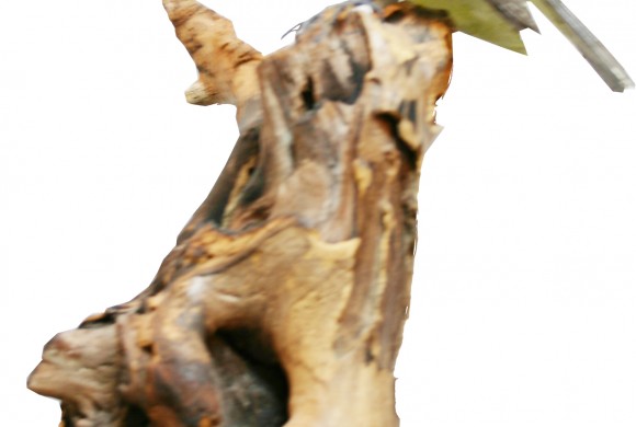 Pitirre